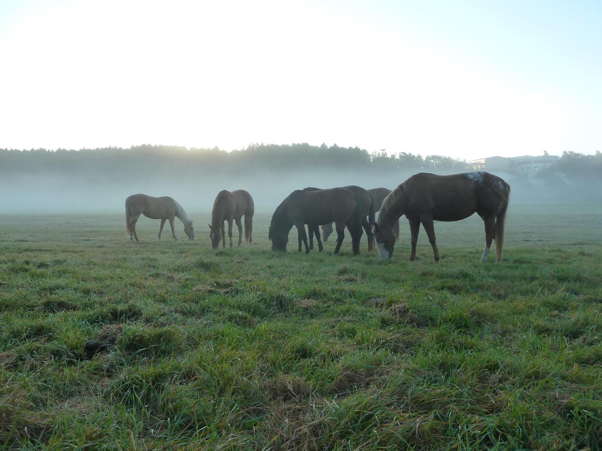 Holiday Home Mb Ranch Plzeň Buitenkant foto